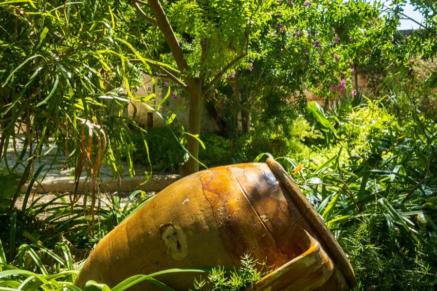 A large terracotta amphora resting among lush Mediterranean garden foliage
