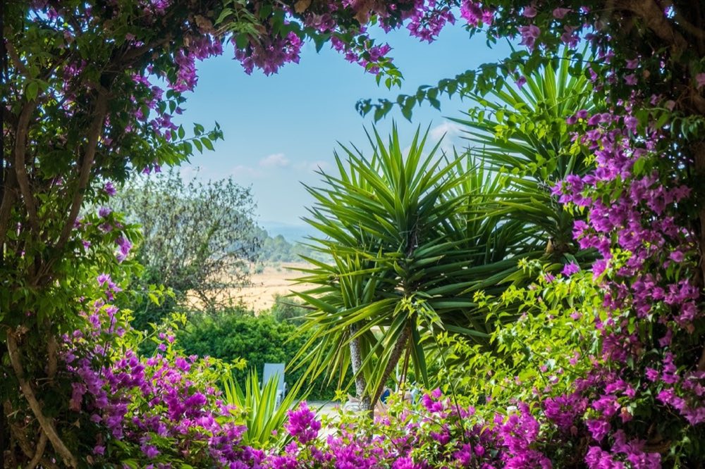 A Mediterranean garden framed by cascading bougainvillea in vivid pink, with palms and open sky beyond